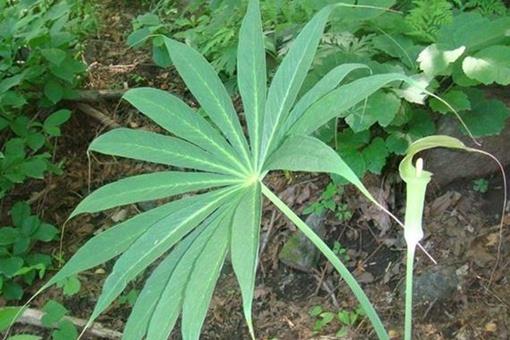 天南星是什么样的草药?