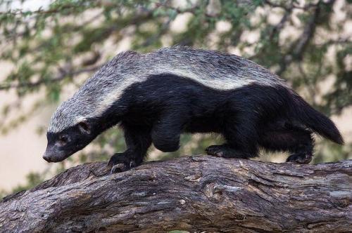 哪些蛇是眼镜王蛇的天敌（眼镜王蛇最怕的三种动物）(3)