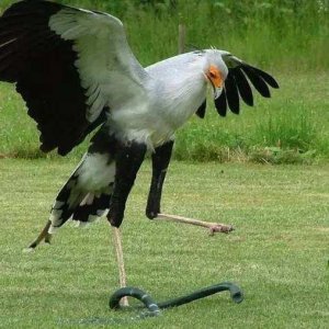 ​哪些蛇是眼镜王蛇的天敌（眼镜王蛇最怕的三种动物）