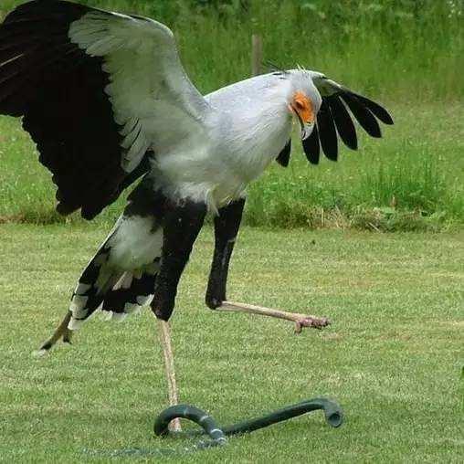 哪些蛇是眼镜王蛇的天敌（眼镜王蛇最怕的三种动物）(1)