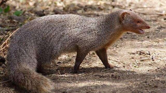 哪些蛇是眼镜王蛇的天敌（眼镜王蛇最怕的三种动物）(2)