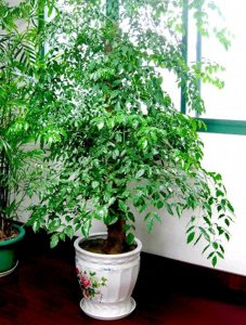 ​4种“吉利花”，养在客厅最合适，漂亮大气，吉利又顺当