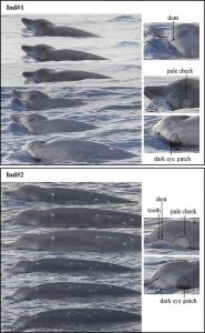 ​中科院深海所李松海团队首次在南海目击三头神秘喙鲸：银杏齿中喙鲸或德氏中喙