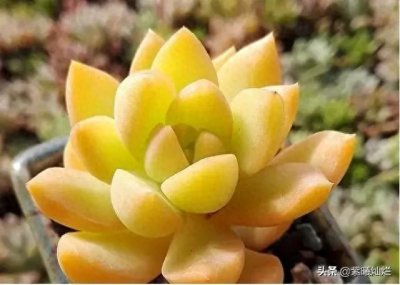 ​晶莹剔透的黄丽，精致小巧，令人心生喜悦