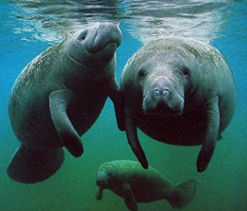 颜值超级低，却是真正美人鱼的原型：海牛超温柔