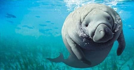 颜值超级低，却是真正美人鱼的原型：海牛超温柔