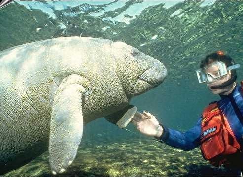 颜值超级低，却是真正美人鱼的原型：海牛超温柔