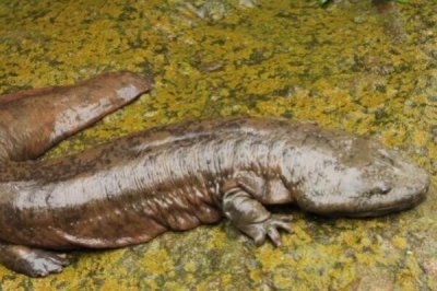 ​世界上最大的两栖动物（最厉害的两栖动物）