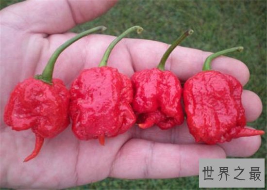 卡罗来纳死神是一种辣椒,食用后能把人辣晕倒
