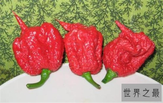 卡罗来纳死神是一种辣椒,食用后能把人辣晕倒