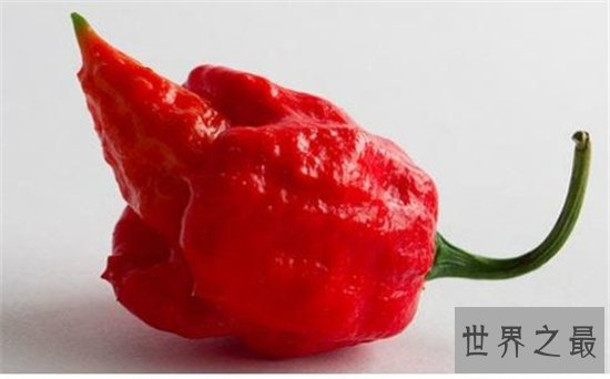 卡罗来纳死神是一种辣椒,食用后能把人辣晕倒