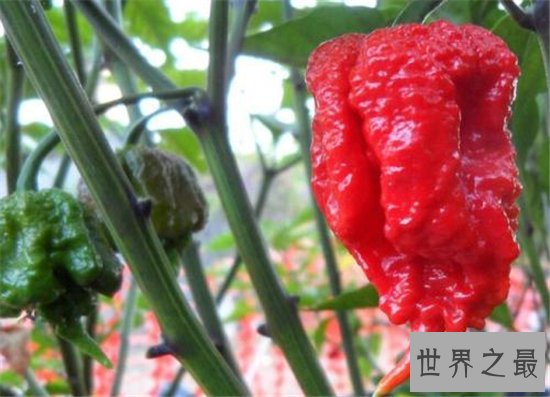 卡罗来纳死神是一种辣椒,食用后能把人辣晕倒