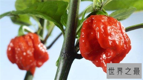 卡罗来纳死神是一种辣椒,食用后能把人辣晕倒