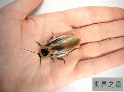 ​伪死人头蟑螂堪称最著名宠物蟑螂，生活在马达加斯加