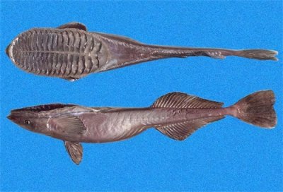 ​懒惰的吸盘鱼根本不会吸，躺赢好手，却沦为钓鱼工具