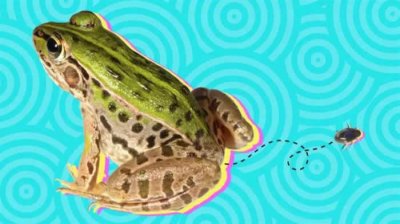 ​水生甲虫Regimbartia activatea被黑斑蛙吞食 2小时后竟然从青蛙屁股爬出