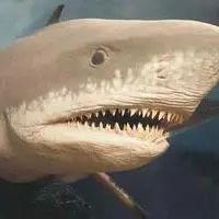 十大已灭绝的十大鲨鱼排名 巨牙鲨上榜(史上最强掠食者之一) 4