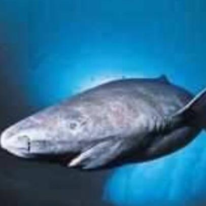 十大已灭绝的十大鲨鱼排名 巨牙鲨上榜(史上最强掠食者之一) 3