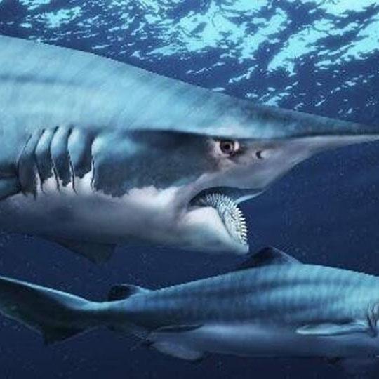 十大已灭绝的十大鲨鱼排名 巨牙鲨上榜(史上最强掠食者之一) 2