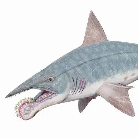 十大已灭绝的十大鲨鱼排名 巨牙鲨上榜(史上最强掠食者之一) 8