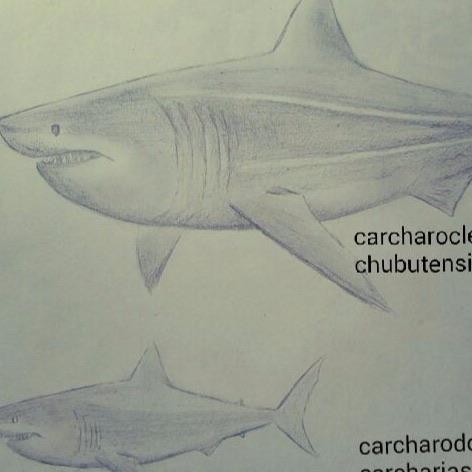 十大已灭绝的十大鲨鱼排名 巨牙鲨上榜(史上最强掠食者之一) 7
