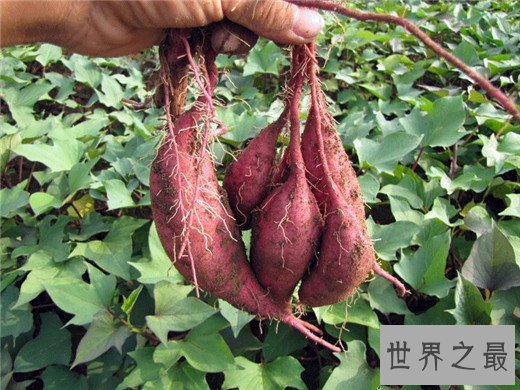 十大健康蔬菜排行,世界公认十大健康蔬菜