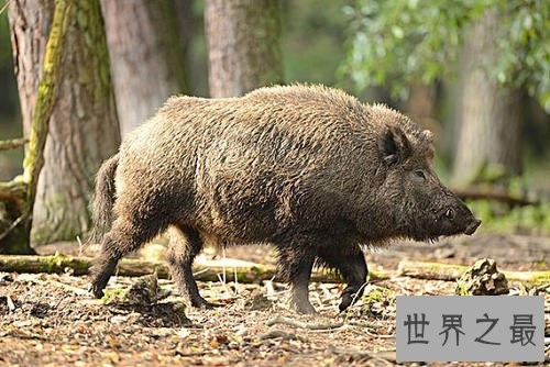 世界上最小的猪,身长30厘米全世界还剩150头