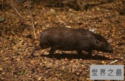 ​世界上最小的猪，身长30厘米全世界还剩150头