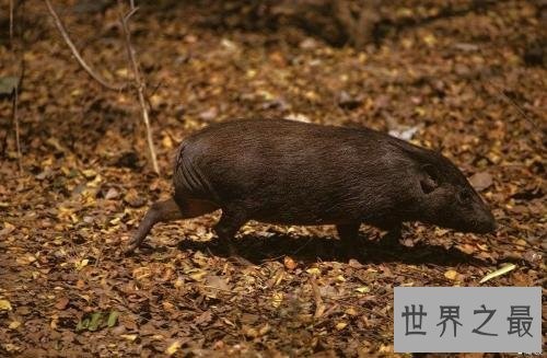 世界上最小的猪,身长30厘米全世界还剩150头