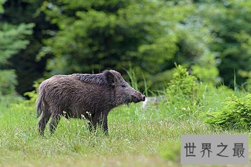 世界上最小的猪,身长30厘米全世界还剩150头