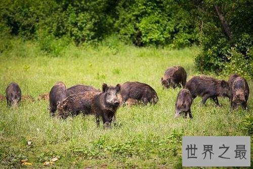 世界上最小的猪,身长30厘米全世界还剩150头