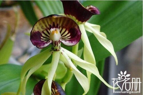 世界上最妖孽花的花语(世界上7种最妖孽的花花语)插图2 世界上最妖孽花的花语(世界上7种最妖孽的花花语)插图2