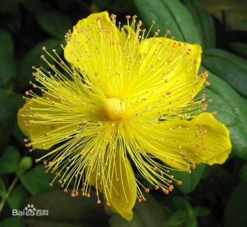 世界上最妖孽花的花语(世界上7种最妖孽的花花语)插图1 世界上最妖孽花的花语(世界上7种最妖孽的花花语)插图1