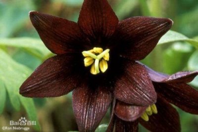 ​ 世界上最妖孽花的花语(世界上7种最妖孽的花花语)