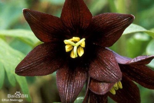 世界上最妖孽花的花语(世界上7种最妖孽的花花语)插图 世界上最妖孽花的花语(世界上7种最妖孽的花花语)插图