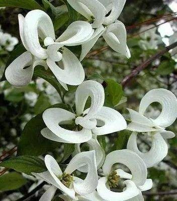 世界上最妖孽花的花语(世界上7种最妖孽的花花语)插图6 世界上最妖孽花的花语(世界上7种最妖孽的花花语)插图6