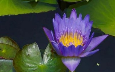 ​世界最稀有的十种花卉 流血的心榜上有名 睡火莲荣登榜首