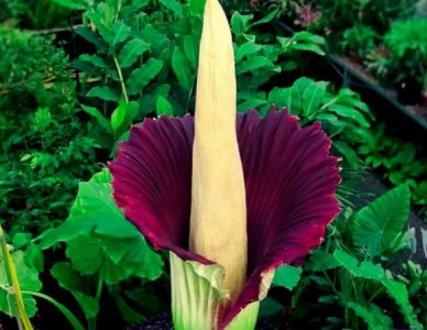 ​世界上最臭的十大植物 尸香魔芋第一名 阿诺德大王花暂居第二