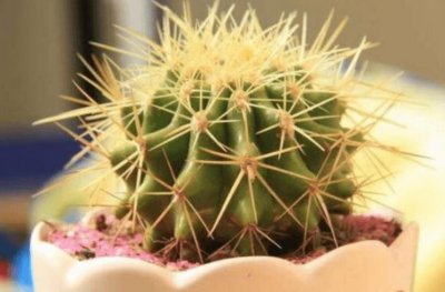 ​最容易养活的室内植物十大排名 仙人球第一名 绿萝暂居第二