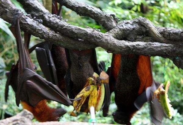 世界上最大的蝙蝠,翼展可达2米,却不会主动攻击人类