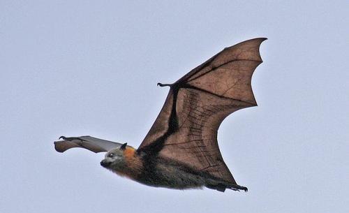 世界上最大的蝙蝠,翼展可达2米,却不会主动攻击人类