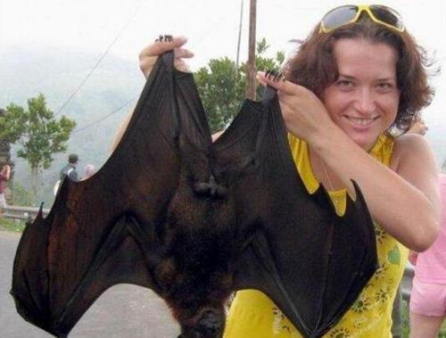 世界上最大的蝙蝠,翼展可达2米,却不会主动攻击人类