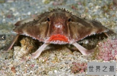 ​世界上最妖娆的鱼 一条鱼也涂口红