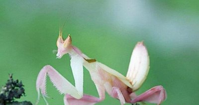 ​世界上最美丽的螳螂：兰花螳螂外形像兰花，颜值超高