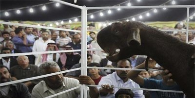 ​世界上最丑的山羊，长相“惨不忍睹”却很受欢迎，售价高达45万