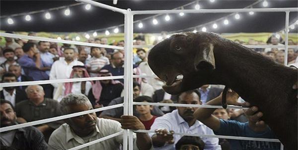 世界上最丑的山羊,长相“惨不忍睹”却很受欢迎,售价高达45万