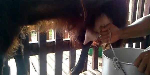 世界上最丑的山羊,长相“惨不忍睹”却很受欢迎,售价高达45万