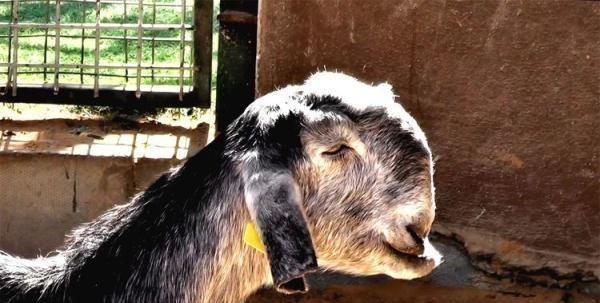 世界上最丑的山羊,长相“惨不忍睹”却很受欢迎,售价高达45万