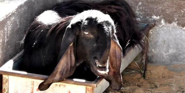 世界上最丑的山羊,长相“惨不忍睹”却很受欢迎,售价高达45万