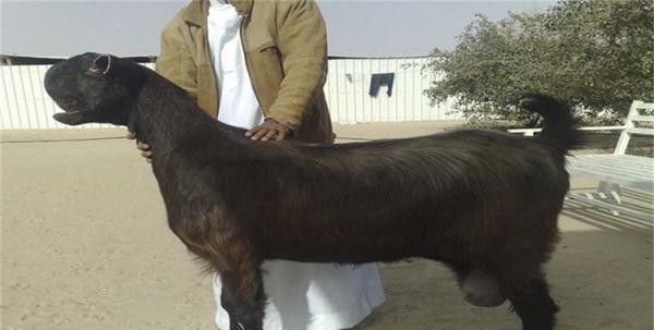 世界上最丑的山羊,长相“惨不忍睹”却很受欢迎,售价高达45万